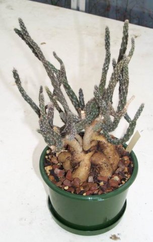 pterocactus